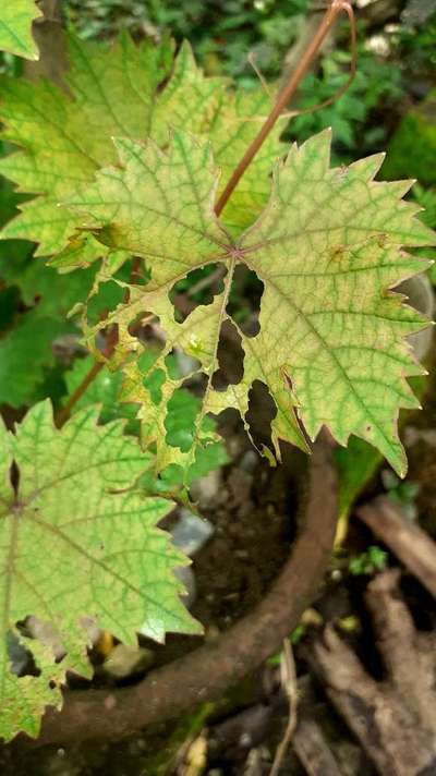 Tobacco Caterpillar - Grape