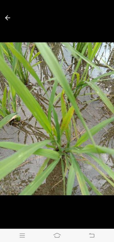 Brown Spot of Rice - Rice