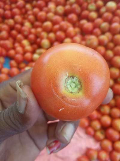 Mediterranean Fruit Fly - Tomato