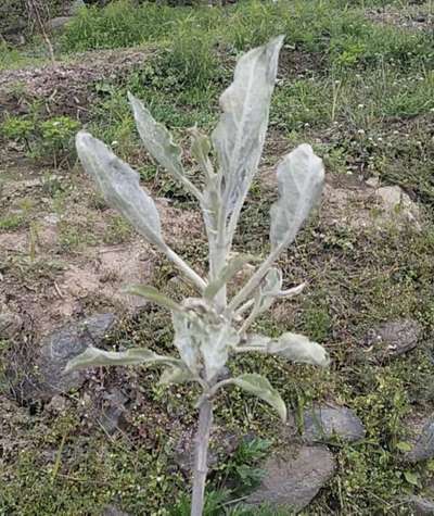 Powdery Mildew - Apple