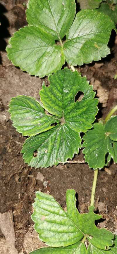 Flea Beetles - Strawberry