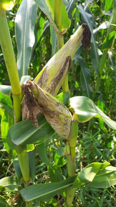 Banded Leaf and Sheath Blight - Maize