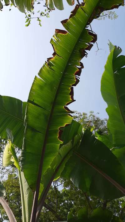 পটাশিয়ামের অভাবজনিত লক্ষণ - কলা