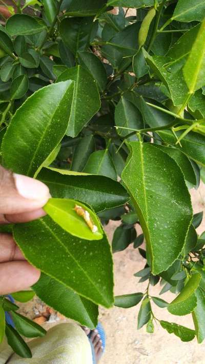 Giant Swallowtail Caterpillar - Citrus