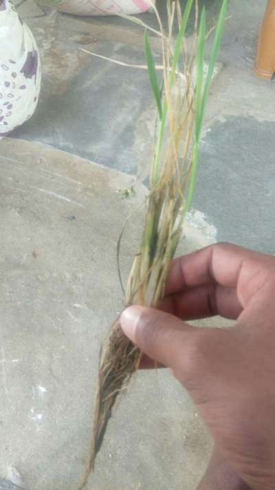 Stem Rot of Rice - Rice