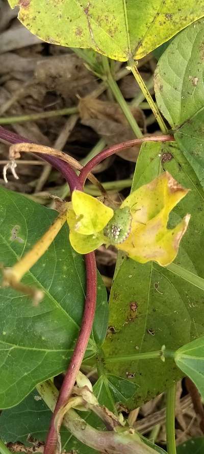 Stink Bugs on Soybean - Black & Green Gram