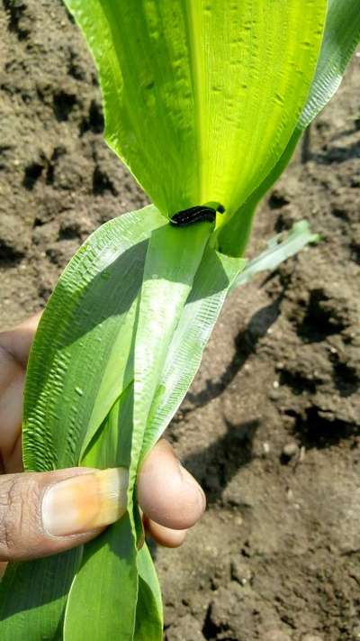 ಬೋರಾನ್ ಕೊರತೆ - ಹುಲ್ಲುಜೋಳ
