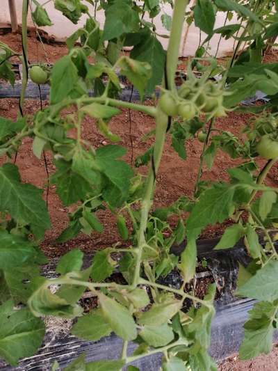 Enroulement des Feuilles de la Tomate - Tomates