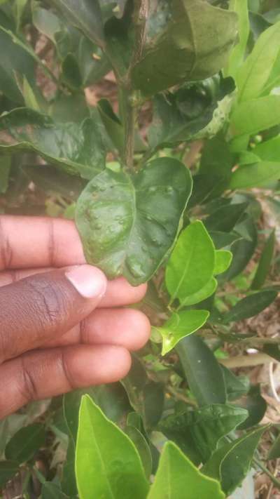 Citrus Chlorotic Dwarf Virus - Citrus