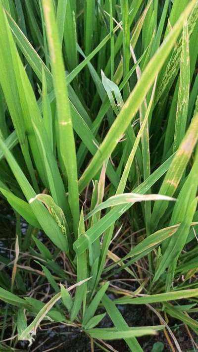 Potassium Deficiency - Rice