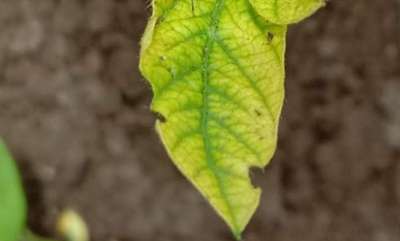 Broad nosed Weevils - Soybean