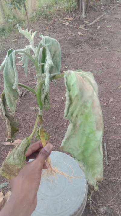 Bacterial Wilt - Brinjal