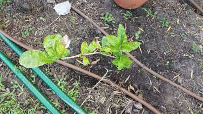 Nitrogen Deficiency - Papaya