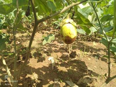 Phomopsis Blight - Brinjal