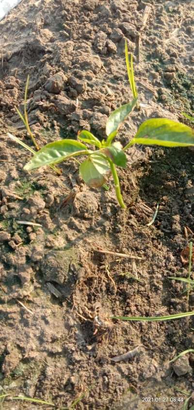 Fusarium Stem Rot - Capsicum & Chilli