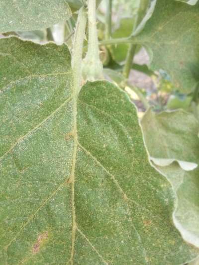 Spider Mites - Brinjal