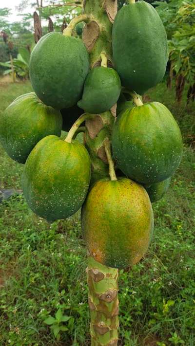 Anthracnose of Papaya and Mango - Papaya