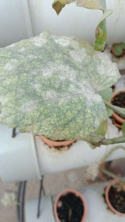 Powdery Mildew - Okra