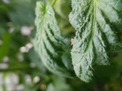 Aphids - Tomato