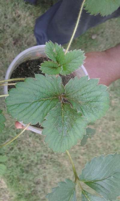 Powdery Mildew of Strawberry - Strawberry