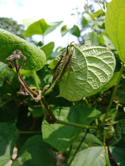 মরিচের চনিফরা ঝলসানো রোগ - শিম