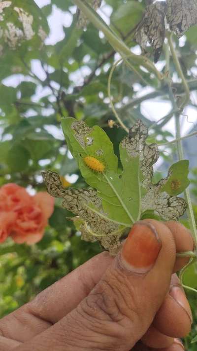 Hadda Beetle - Grape