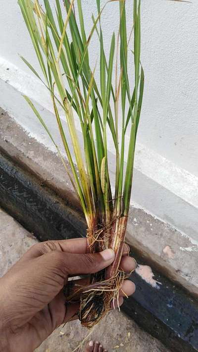 Stem Rot of Rice - Rice