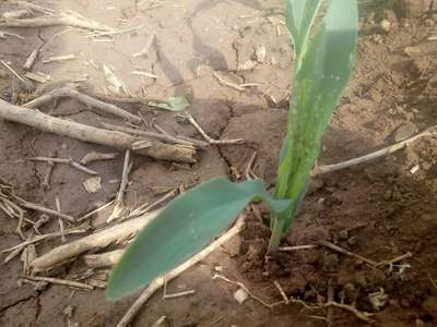 Aphids - Maize