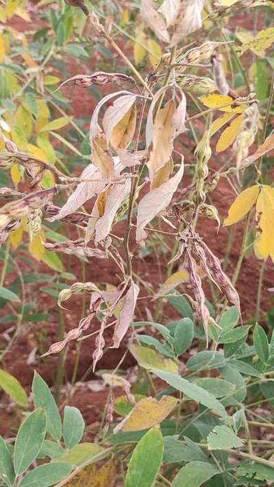 Fusarium Wilt - Pigeon Pea & Red Gram