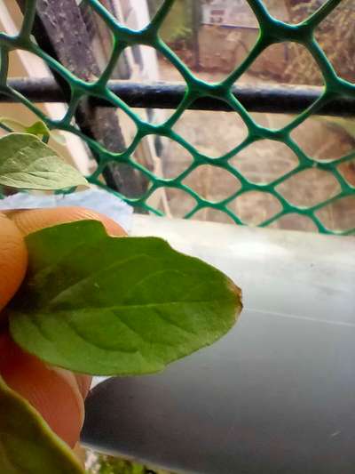 Potassium Deficiency - Tomato