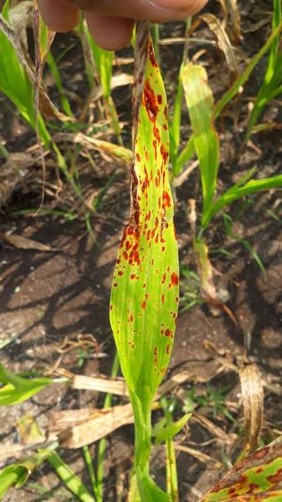 Pyricularia Leaf Spot - Maize