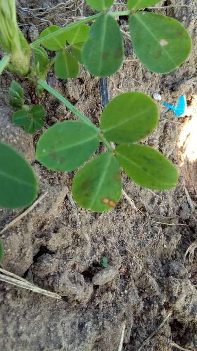 Late and Early Leaf Spot - Peanut