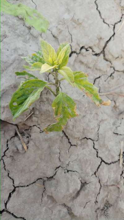 Potassium Deficiency - Capsicum & Chilli