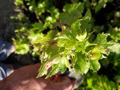 Powdery Mildew of Grape - Grape