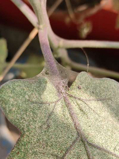 Spider Mites - Brinjal