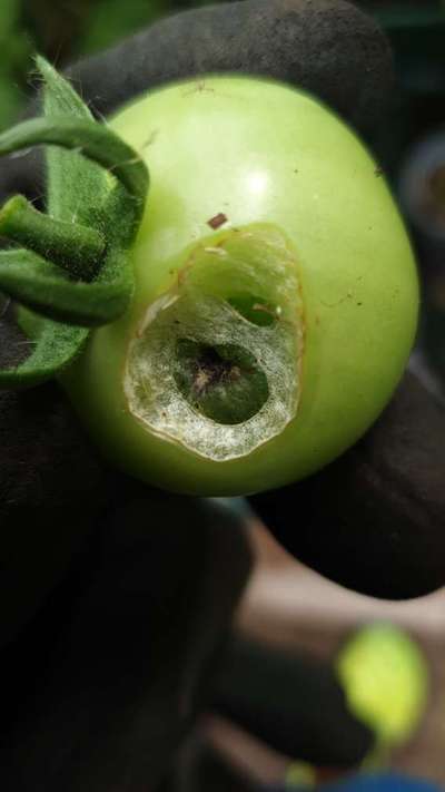 Tobacco Caterpillar - Tomato