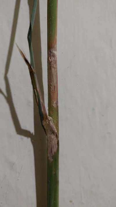 Sheath Rot of Rice - Rice