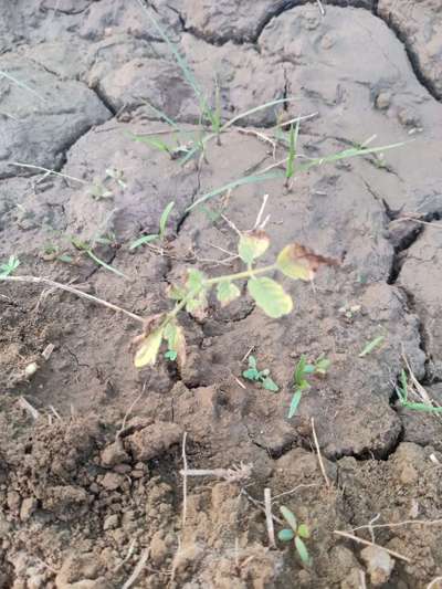 Foot and Collar Rot - Tomato