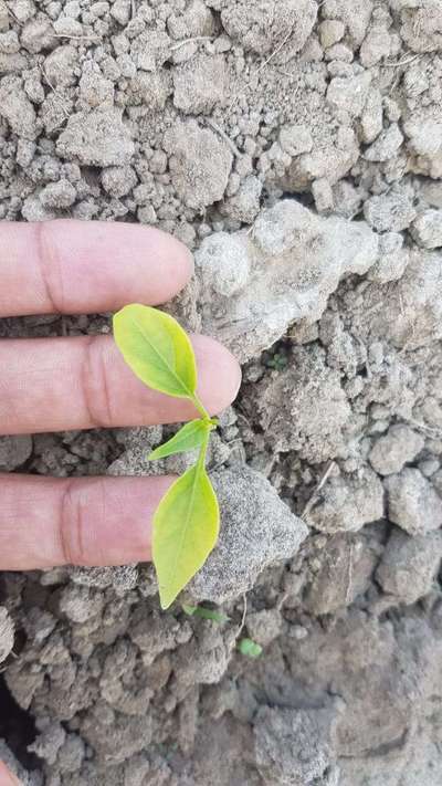 Nitrogen Deficiency - Capsicum & Chilli