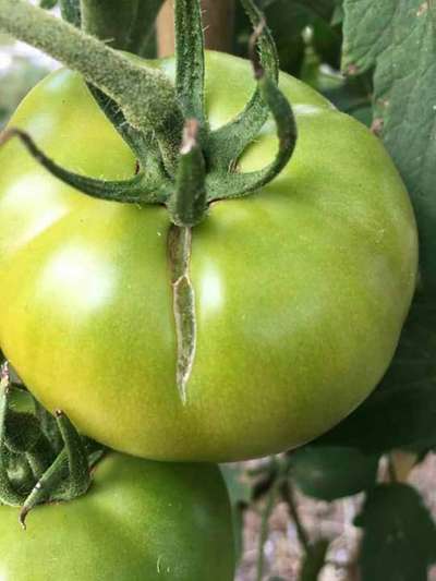 Rachaduras de Crescimento no Tomate - Tomate