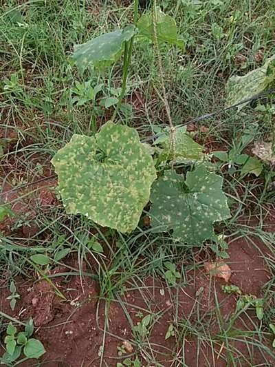 Powdery Mildew - Cucumber