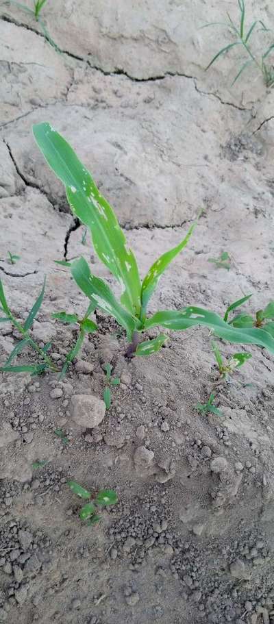بین لیف ویبر - مکئی
