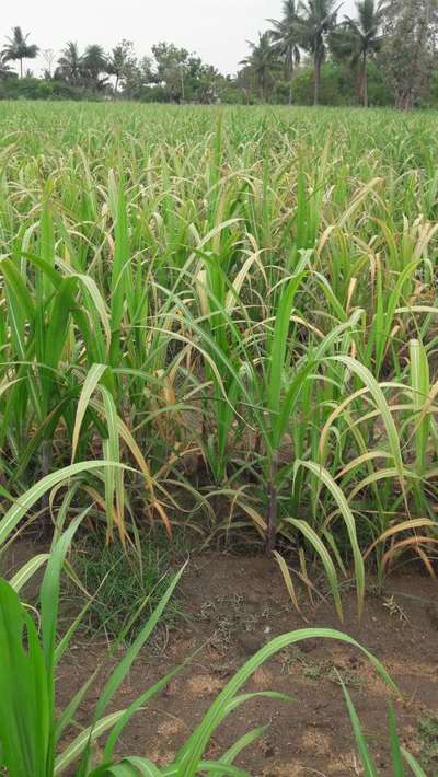 ఫెర్టిలైజర్ బర్న్ - చెరుకు