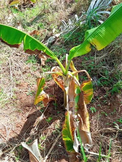 ಪೊಟ್ಯಾಸಿಯಮ್  ಕೊರತೆ - ಬಾಳೆಹಣ್ಣು