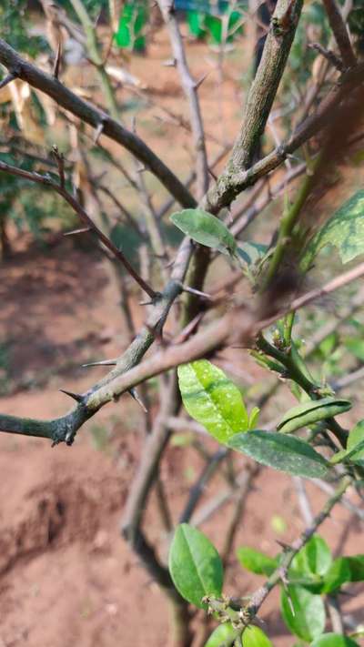 Branches and Stems 