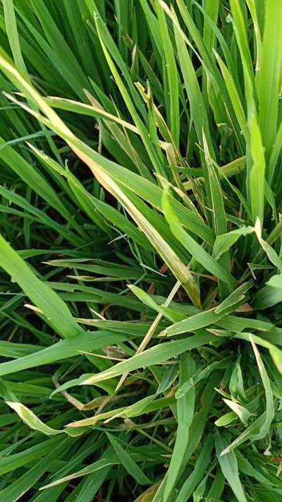 Potassium Deficiency - Rice
