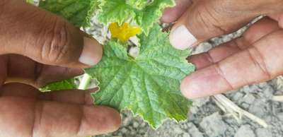 Cucumber Mosaic Virus - Melon