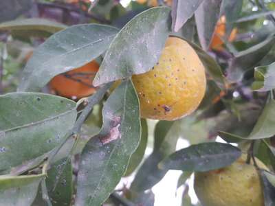 Mouche méditerranéenne des fruits - Agrumes