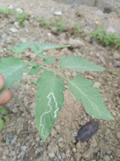 இலை சுரங்க ஈக்கள் - தக்காளி