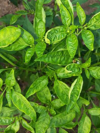 Chilli Thrips - Capsicum & Chilli